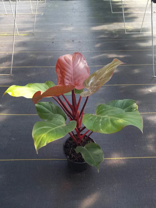 McColley Philodendron 6"