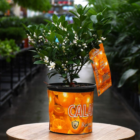 Calamondin Orange Citrus 1 Gallon