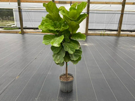 Fiddle Leaf Fig (Ficus lyrata) 10"